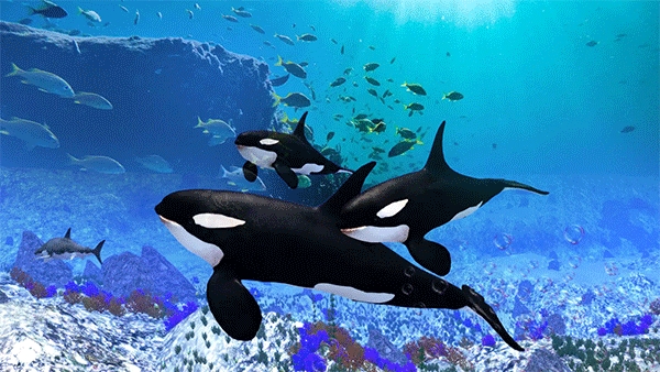 虎鲸模拟器（The Killer Whale）