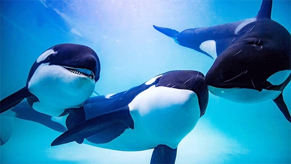 虎鲸模拟器（The Killer Whale）