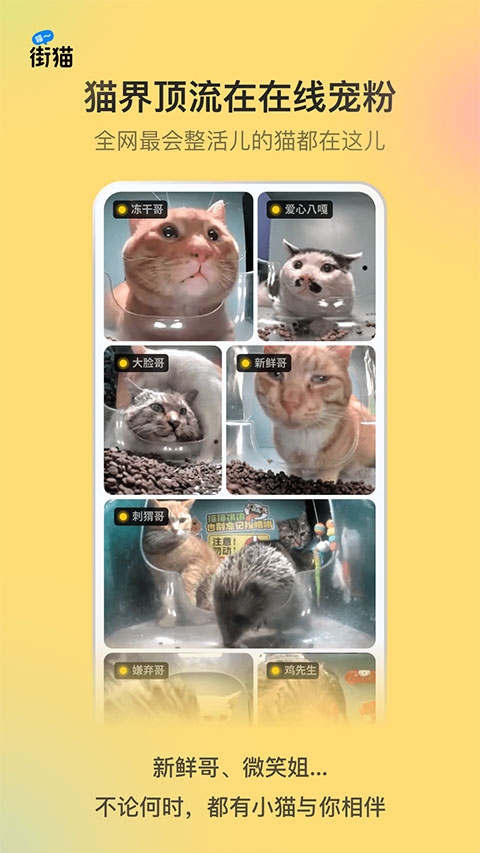 街猫