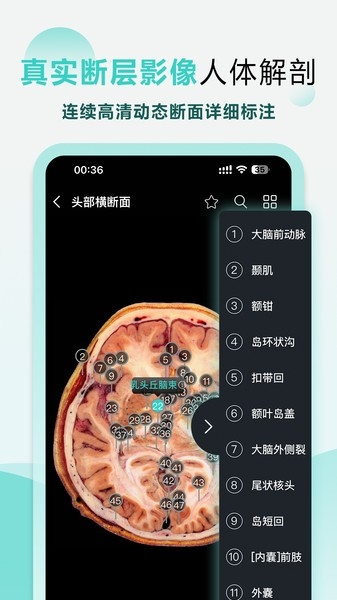 掌上3d解剖