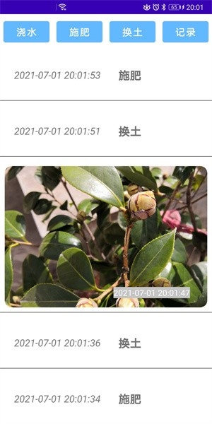 绿植花卉