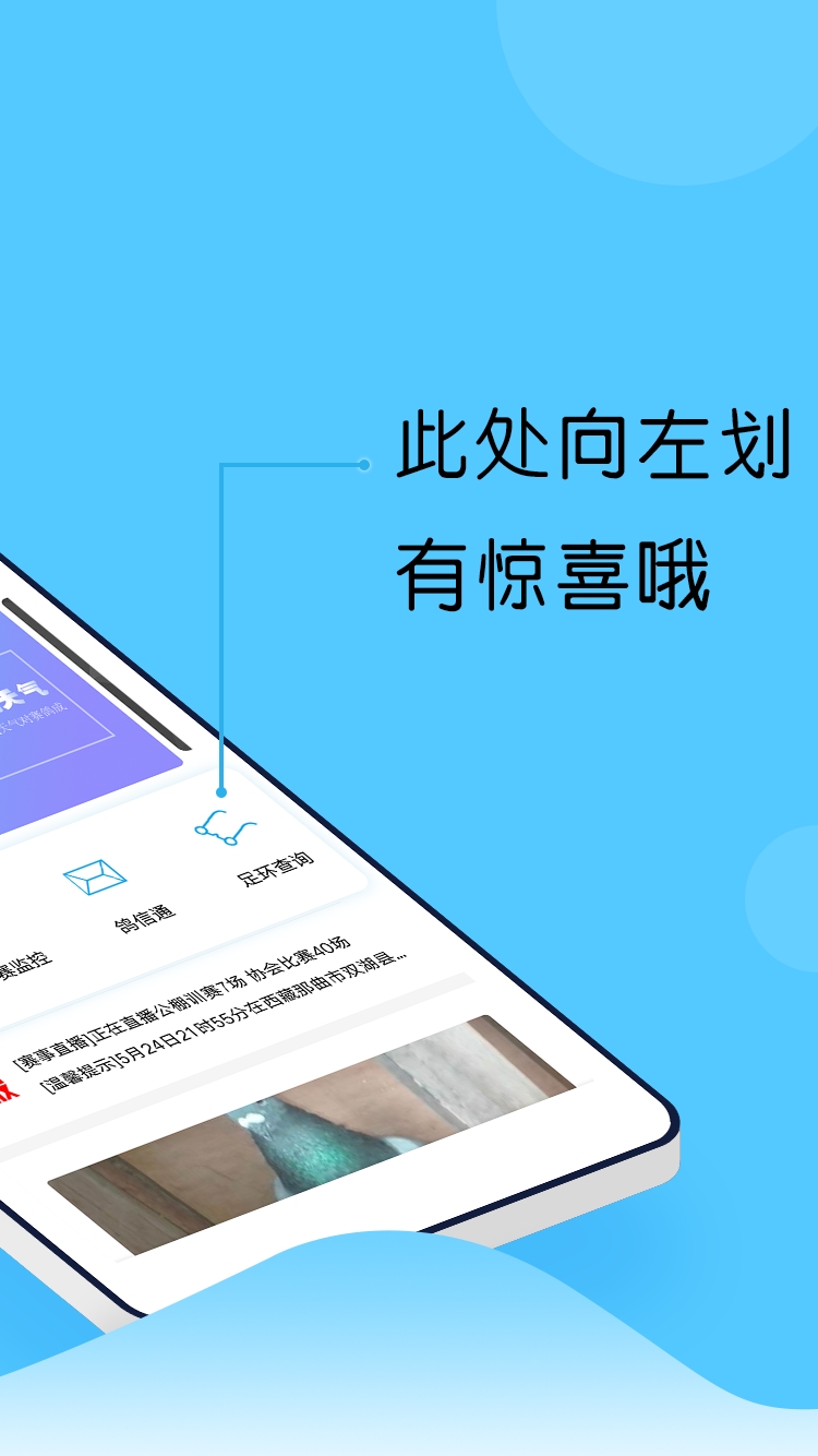 中鸽网